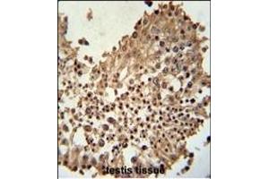 CCDC42 Antibody (Center) (ABIN651209 and ABIN2840131) immunohistochemistry analysis in formalin fixed and paraffin embedded human testis tissue followed by peroxidase conjugation of the secondary antibody and DAB staining.