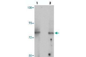 Western blot analysis of UHRF1BP1 in mouse kidney tissue with UHRF1BP1 polyclonal antibody  at (lane 1) 1 and (lane 2) 2 ug/mL. (UHRF1BP1 anticorps  (Internal Region))