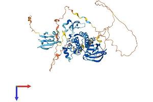 AlphaFold protein structure predicition of Human Recombinant ARAF Protein, UniprotID P10398