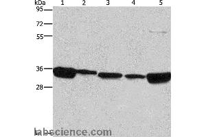 Western blot analysis of 293T, A431, NIH/3T3, hela and hepG2 cell, using ELAVL1 Polyclonal Antibody at dilution of 1:667 (ELAVL1 anticorps)