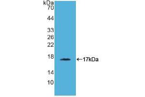 Western blot analysis of recombinant Simian CD40L. (CD40 Ligand anticorps  (AA 180-261))