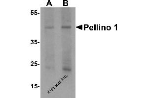 Western Blotting (WB) image for anti-Pellino E3 Ubiquitin Protein Ligase 1 (PELI1) (C-Term) antibody (ABIN1077389) (Pellino 1 anticorps  (C-Term))