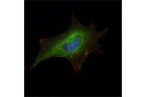 Immunofluorescence analysis of NIH/3T3 cells using FMR1 mouse mAb (green).