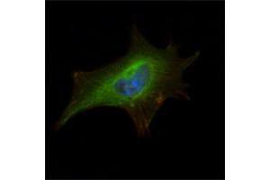 Immunofluorescence analysis of NIH/3T3 cells using FMR1 mouse mAb (green). (FMR1 anticorps)
