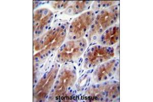 SAMD9 Antibody immunohistochemistry analysis in formalin fixed and paraffin embedded human stomach tissue followed by peroxidase conjugation of the secondary antibody and DAB staining. (SAMD9 anticorps  (C-Term))