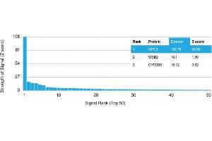 Analysis of Protein Array containing more than 19,000 full-length human proteins using Mouse Glypican-3 Recombinant Monoclonal Antibody (rGPC3/863) Z- and S- Score: The Z-score represents the strength of a signal that a monoclonal antibody (MAb) (in combination with a fluorescently-tagged anti-IgG secondary antibody) produces when binding to a particular protein on the HuProtTM array. (Recombinant Glypican 3 anticorps)