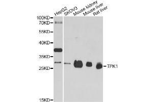 Western blot analysis of extracts of various cell lines, using TPK1 antibody. (TPK1 anticorps)