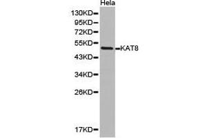 Western Blotting (WB) image for anti-K(lysine) Acetyltransferase 8 (KAT8) antibody (ABIN1873359) (MYST1 anticorps)