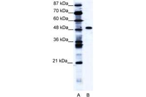Western Blotting (WB) image for anti-Zinc Finger Protein 541 (ZNF541) antibody (ABIN2460160) (ZNF541 anticorps)