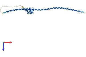 AlphaFold protein structure predicition of Mouse Recombinant Homer2 Protein, UniprotID Q9QWW1