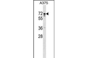 USP17L2 Antibody (C-term)  western blot analysis in  cell line lysates (35 μg/lane). (USP17L2 anticorps  (C-Term))