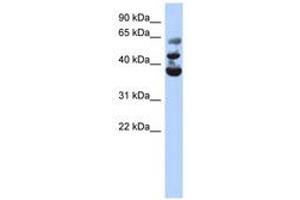Image no. 1 for anti-NOP2/Sun Domain Family, Member 3 (NSUN3) (AA 143-192) antibody (ABIN6743498) (NSUN3 anticorps  (AA 143-192))