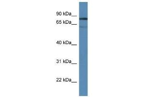 Western Blot showing Tdp1 antibody used at a concentration of 1. (TDP1 anticorps  (Middle Region))