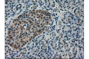 Immunohistochemical staining of paraffin-embedded pancreas tissue using anti-SLC18A2 mouse monoclonal antibody.