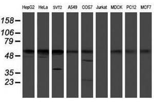 Image no. 2 for anti-RuvB-Like 2 (E. Coli) (RUVBL2) (AA 113-370) antibody (ABIN1490851) (RUVBL2 anticorps  (AA 113-370))