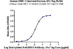 Immobilized Human DKK1 C terminal Domain, hFc Tag at 0.