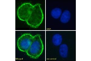 Immunofluorescence staining of fixed MCF-7 cells with anti-MUC1 antibody SM3.