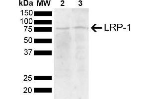Western blot analysis of Mouse, Rat Brain showing detection of 504. (LRP1 anticorps  (AA 160-260) (Biotin))