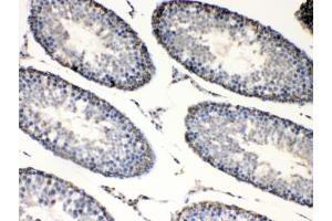 IHC testing of FFPE rat testis tissue with BAG1 antibody at 1ug/ml.