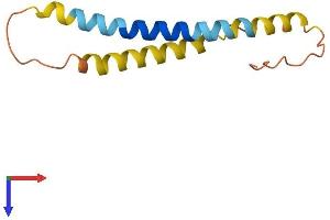 AlphaFold protein structure predicition of Human Recombinant RPRM Protein, UniprotID Q9NS64
