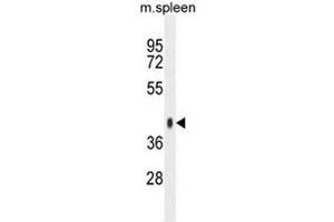 SYTL3 Antibody (N-term) western blot analysis in mouse spleen tissue lysates (35µg/lane). (SYTL3 anticorps  (N-Term))