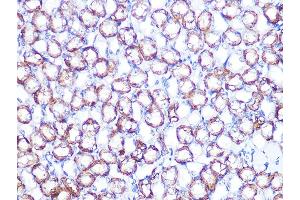 Immunohistochemistry of paraffin-embedded mouse kidney using B1 Rabbit mAb (ABIN7265772) at dilution of 1:100 (40x lens). (ATP1B1 anticorps)