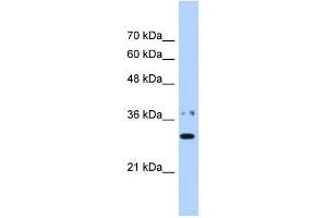 NMNAT1 antibody used at 0.