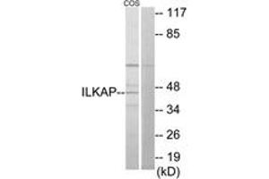 Western Blotting (WB) image for anti-Integrin-Linked Kinase-Associated Serine/threonine Phosphatase 2C (ILKAP) (AA 41-90) antibody (ABIN2889751) (ILKAP anticorps  (AA 41-90))