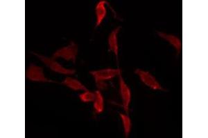 ABIN6277268 staining 293 by IF/ICC.