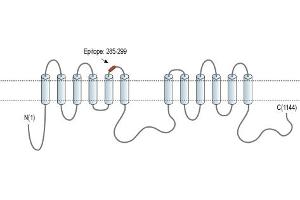 anti-Adenylate Cyclase 3 (ADCY3) (3rd Extracellular Loop), (AA 285-299) antibody (Atto 488)