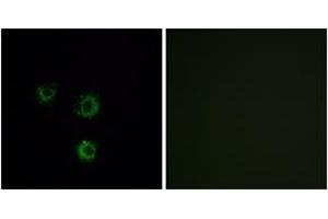 Immunofluorescence (IF) image for anti-Taste Receptor, Type 2, Member 14 (TAS2R14) (AA 229-278) antibody (ABIN2891091) (TAS2R14 anticorps  (AA 229-278))