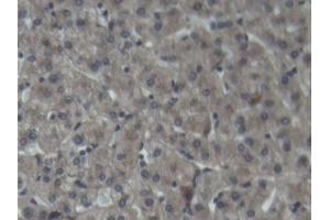 Detection of C3 in Porcine Liver Tissue using Polyclonal Antibody to Complement Component 3 (C3)