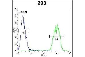 JUN Antibody (C-term) i flow cytometric analysis of 293 cells (right histogram) compared to a negative control cell (left histogram). (C-JUN anticorps  (C-Term))