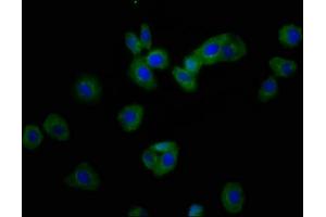 Immunofluorescence staining of HepG2 cells with ABIN7168050 at 1:166, counter-stained with DAPI. (RHOU anticorps  (AA 1-48))