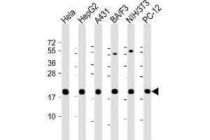 All lanes : Anti-Cyclophilin B Antibody at 1:2000 dilution Lane 1: Hela whole cell lysate Lane 2: HepG2 whole cell lysate Lane 3: A431 whole cell lysate Lane 4: BA/F3 whole cell lysate Lane 5: NIH/3T3 whole cell lysate lane 6: PC-12 whole cell lysate Lysates/proteins at 20 μg per lane.