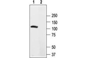 Western blot analysis of rat brain lysate: - 1.