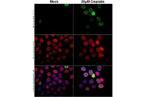 ICC/IF Image p21 Cip1 antibody detects p21 Cip1 protein at nucleus by immunofluorescent analysis. (p21 anticorps)