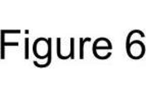 Representative immunoblot validation of (A) Peroxiredoxin-1 (B) GRP75 levels in CL1-0 cells and CL1-0ΔGR cells in response to UVB-irradiation.