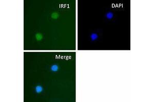 Immunofluorescence (IF) image for anti-Interferon Regulatory Factor 1 (IRF1) antibody (ABIN2666257) (IRF1 anticorps)