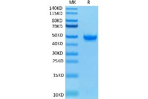 Biotinylated Human Nectin-2 on Tris-Bis PAGE under reduced condition. (PVRL2 Protein (His-Avi Tag,Biotin))