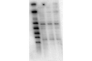 Western Blot of Mouse Anti-AKT1 antibody.