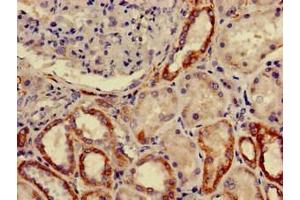 Immunohistochemistry of paraffin-embedded human kidney tissue using ABIN7153247 at dilution of 1:100