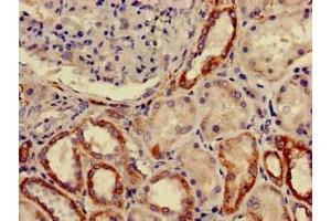 Immunohistochemistry of paraffin-embedded human kidney tissue using ABIN7153247 at dilution of 1:100 (FURIN anticorps  (AA 520-701))