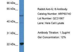 Western Blotting (WB) image for anti-Interleukin 18 (IL18) (C-Term) antibody (ABIN2788556) (IL-18 anticorps  (C-Term))