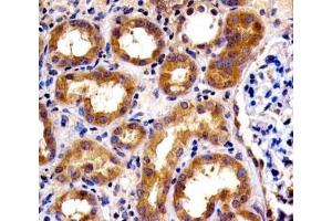 IHC analysis of FFPE human kidney section using SPHK1 antibody