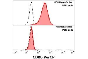 anti-CD80 (CD80) (Extracellular Domain) antibody (PerCP)