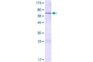 Bone Morphogenetic Protein 2 (BMP2) (AA 1-396) protein (GST tag)