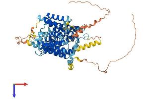 AlphaFold protein structure predicition of Mouse Recombinant Slc23a3 Protein, UniprotID Q60850