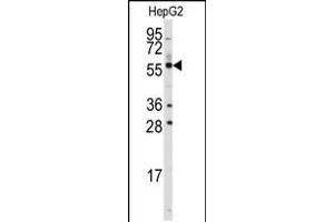Western blot analysis of anti-ALDH4A1 Antibody in HepG2 cell line lysates (35ug/lane). (ALDH4A1 anticorps  (C-Term))