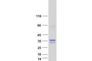Validation with Western Blot (C20orf46 Protein (Myc-DYKDDDDK Tag))